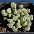 SB2156 (Collector: Steven Brack) Locality: Onverwacht, Grabwasser, Namibia. SB2156 (Collector: Steven Brack) Locality: Onverwacht, Grabwasser, Namibia.