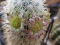 Mammillaria microhelia (white spines form? hybrid?) Mammillaria microhelia (white spines form? hybrid?)