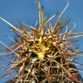 Austrocactus bertinii (Spring) Austrocactus bertinii (Spring)