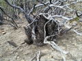 A clump nested under a Jarilla (Larrea nitida cavanilles) Bajada Del Agrio, Neuquen, Argentina. A clump nested under a Jarilla (Larrea nitida cavanilles) Bajada Del Agrio, Neuquen, Argentina.