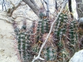 Habit at Bajada Del Agrio, Neuquen, Argentina. Habit at Bajada Del Agrio, Neuquen, Argentina.