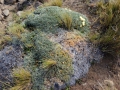 Habit, Neuquén province, Argentina. Habit, Neuquén province, Argentina.