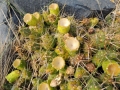 Fruiting habit at Arroyo Covunco- Puente Carreri, Neuquén province, Argentina. Fruiting habit at Arroyo Covunco- Puente Carreri, Neuquén province, Argentina.