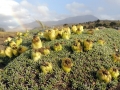 Fruiting habit, Neuquén province, Argentina. Fruiting habit, Neuquén province, Argentina.