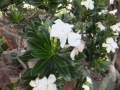 Blooming habit at Cycad International, Katherine, Northern Territory, Australia. Blooming habit at Cycad International, Katherine, Northern Territory, Australia.