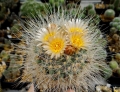 Rebutialand cactus collection Demjén, Hungary. Rebutialand cactus collection Demjén, Hungary.