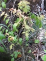 Habit at Iao Tropical Gardens of Maui, Maui, Hawaii (USA). May 22, 2012. Habit at Iao Tropical Gardens of Maui, Maui, Hawaii (USA). May 22, 2012.