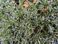 Habit, Neuquén province, Argentina. Habit, Neuquén province, Argentina.