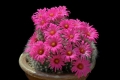 If grown correctly, it will recompense the grower with generous displays of amazing flowers. If grown correctly, it will recompense the grower with generous displays of amazing flowers.