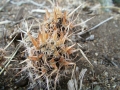 Spines in habitat. Spines in habitat.