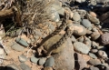 In habitat. (Neuquén province, Argentina) In habitat. (Neuquén province, Argentina)