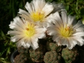 Rebutialand cactus collection Demjén, Hungary.
