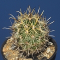 SB263 ( Collector: Steven Brack) Locality: Saltillo, Coahuila, Mexico SB263 ( Collector: Steven Brack) Locality: Saltillo, Coahuila, Mexico