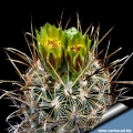 Sclerocactus scheeri GL707 Falcon Lake. Zapata Co. TX. Flowers: Yellowish/greenish brown. Sclerocactus scheeri GL707 Falcon Lake. Zapata Co. TX. Flowers: Yellowish/greenish brown.