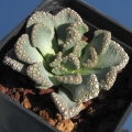 MG 1870.12 Luckhoff (Tufaceous rosette) MG 1870.12 Luckhoff (Tufaceous rosette)