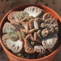 Grootdoring Grootdoring