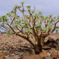 Euphorbia balsamifera habit near Tenerife, Canary Islands, Spain, 14 February 2018. Euphorbia balsamifera habit near Tenerife, Canary Islands, Spain, 14 February 2018.