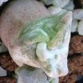 A tricostate seedling. A tricostate seedling.
