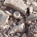 In abitat among calcareous rocks in northern Mexico.