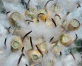 Fruits.