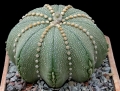 Astrophytum asterias star shape type.