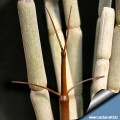 The new shoots grows from the plant base and are of a bright chocolate.