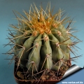 N. El Rinco 1300m. This is a form  from high altitude characterized by long spines.