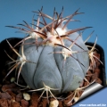 Juvenile specimen (Locality: Milagro)