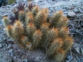 In habitat. (Neuquén province, Argentina)