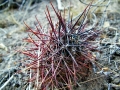 In habitat. (Neuquén province, Argentina)