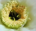 Flower (detail with the exoskeleton of an insect) in habitat.
