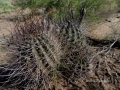 A large clump.