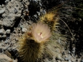In habitat, Neuquén province, Argentina.
