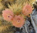 In habitat, Neuquén province, Argentina.