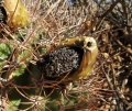 Mature fruit and seed.