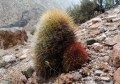 Yellow and red spines forms in habitat (Mendoza province, Argentina)