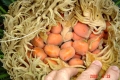 Seeds.