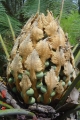 Female cone.