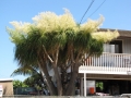 Flowering habit at Paia, Maui, Hawaii, USA. June 16, 2009.