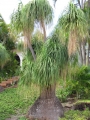 Habit at Lahaina, Maui, Hawaii, USA. July 13, 2009.
