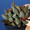 Adromischus herrei