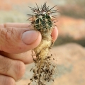 A seven years old specimen.