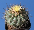 KK92 (Collector: Karel Kníže) Taltal, Chile, 100-200m