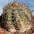 ''Devil's Head Cactus''